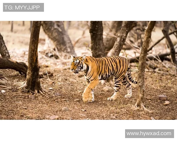 普埃大学与老虎大学的精彩对决谁能赢得胜利的荣耀与未来